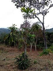 Gustavia angustifolia (Gustavia angustifolia)