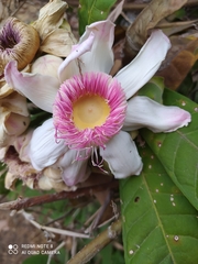 Gustavia angustifolia (Gustavia angustifolia)