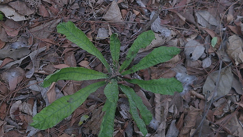Gustavia angustifolia (Gustavia angustifolia)