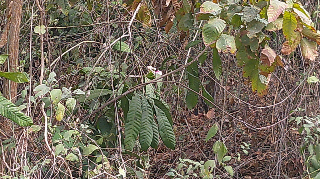 Gustavia angustifolia (Gustavia angustifolia)