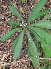 Gustavia angustifolia (Gustavia angustifolia)
