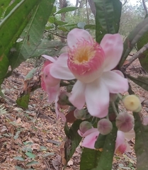 Gustavia angustifolia (Gustavia angustifolia)