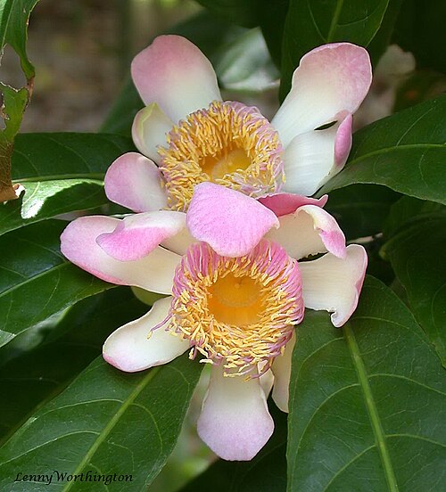 Gustavia gracillima: Choburi
