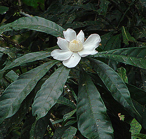Gustavia hexapetala: Native to northern South America, and known as Palo de Muerto due to rotting flesh smell. Photo from Colombian Amazon. In context at www.dixpix.ca/meso_america/