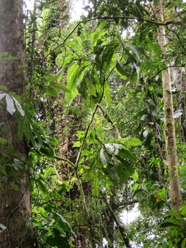Gustavia longifolia (Gustavia longifolia)