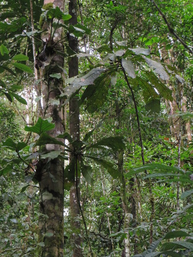 Gustavia longifolia (Gustavia longifolia)