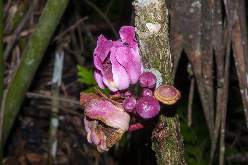 Gustavia longifolia (Gustavia longifolia)