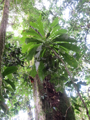 Gustavia longifolia (Gustavia longifolia)
