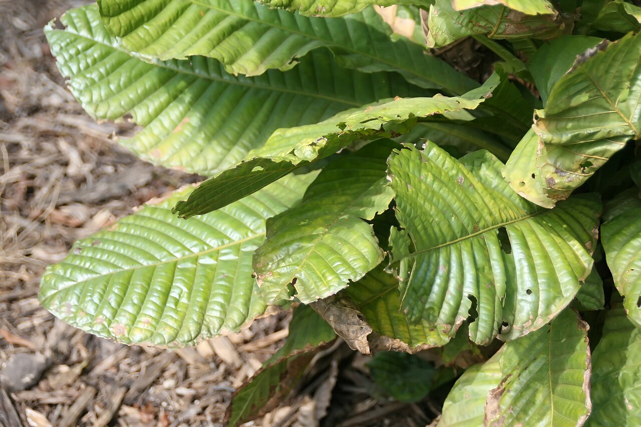 Gustavia monocaulis: Location taken: Fairchild Tropical Botanic Garden, Miami, FL USA. Names: Gustavia monocaulis Mori Classification: Plantae > Magnoliophyta > Magnoliopsida > Eric
