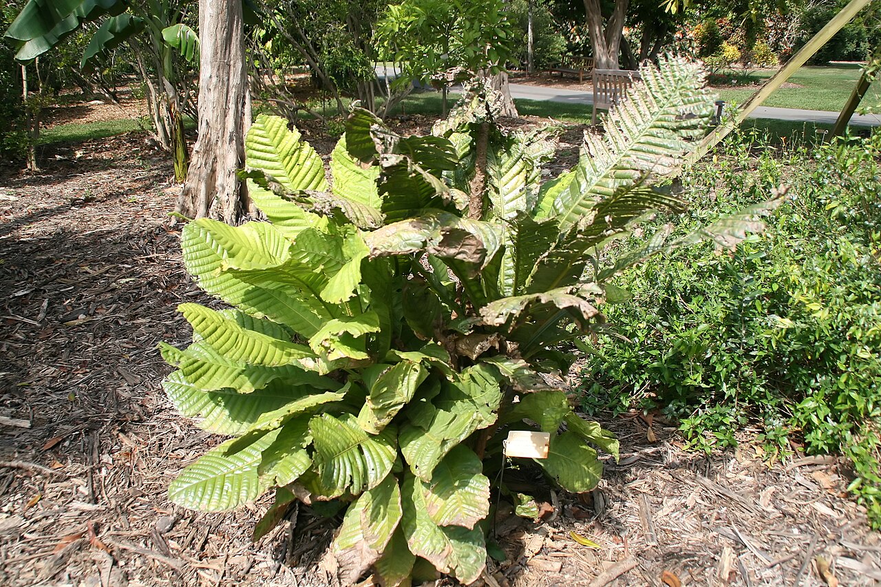 Gustavia monocaulis: Location taken: Fairchild Tropical Botanic Garden, Miami, FL USA. Names: Gustavia monocaulis Mori Classification: Plantae > Magnoliophyta > Magnoliopsida > Eric