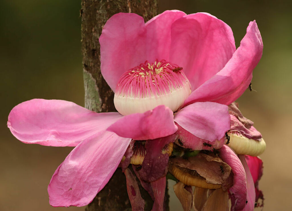 Gustavia nana (Gustavia nana)