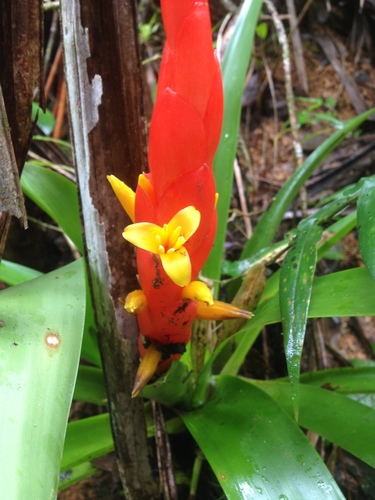 Bertero's tufted airplant (Guzmania berteroniana)