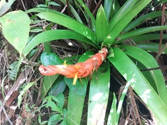 Bertero's tufted airplant (Guzmania berteroniana)