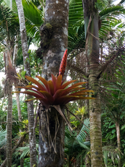 Bertero's tufted airplant (Guzmania berteroniana)