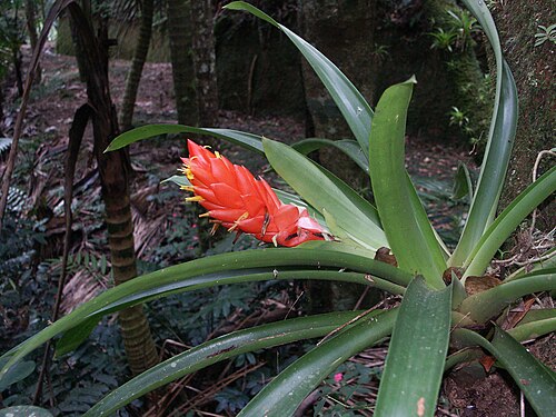 Bertero's tufted airplant: Toro Negro State Forest, Puerto Rico