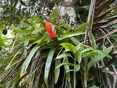 Bertero's tufted airplant (Guzmania berteroniana)