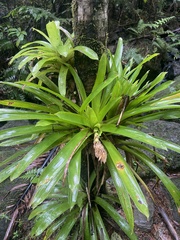 Bertero's tufted airplant (Guzmania berteroniana)