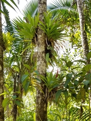 Bertero's tufted airplant (Guzmania berteroniana)