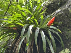 Bertero's tufted airplant (Guzmania berteroniana)