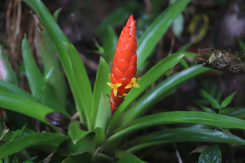 Bertero's tufted airplant (Guzmania berteroniana)