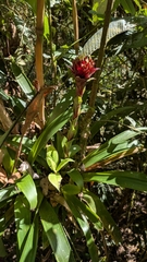 Guzmania besseae (Guzmania besseae)