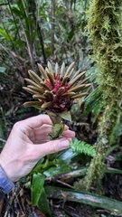 Guzmania besseae (Guzmania besseae)