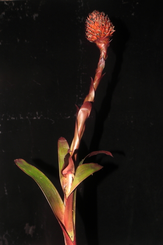 Guzmania besseae (Guzmania besseae)