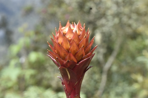 Guzmania besseae (Guzmania besseae)
