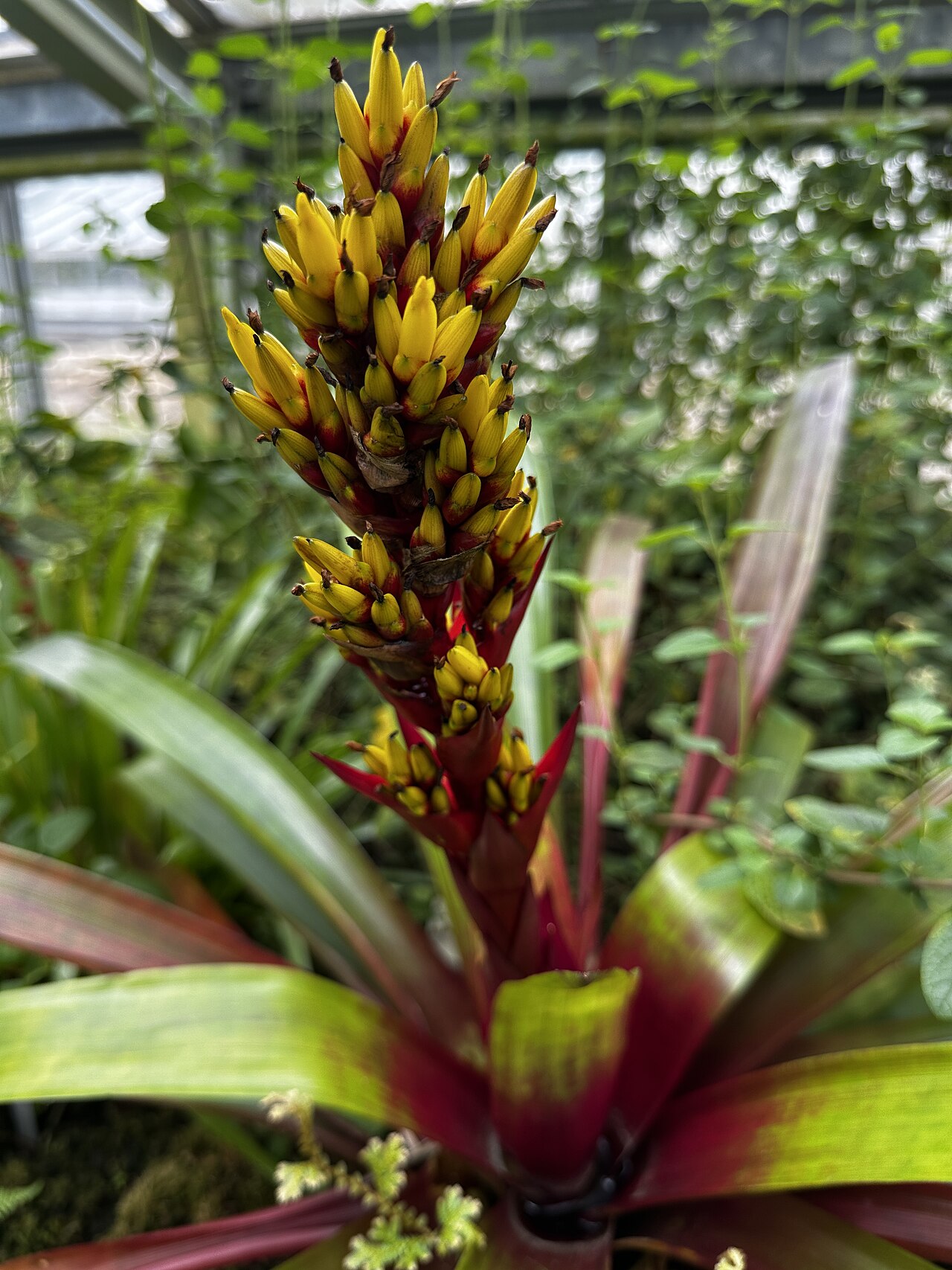 Guzmania blassii: Guzmania blassii in den Gruson-Gewächshäusern in Magdeburg