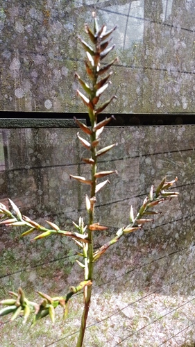 Guzmania brasiliensis (Guzmania brasiliensis)