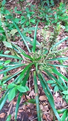 Guzmania brasiliensis (Guzmania brasiliensis)