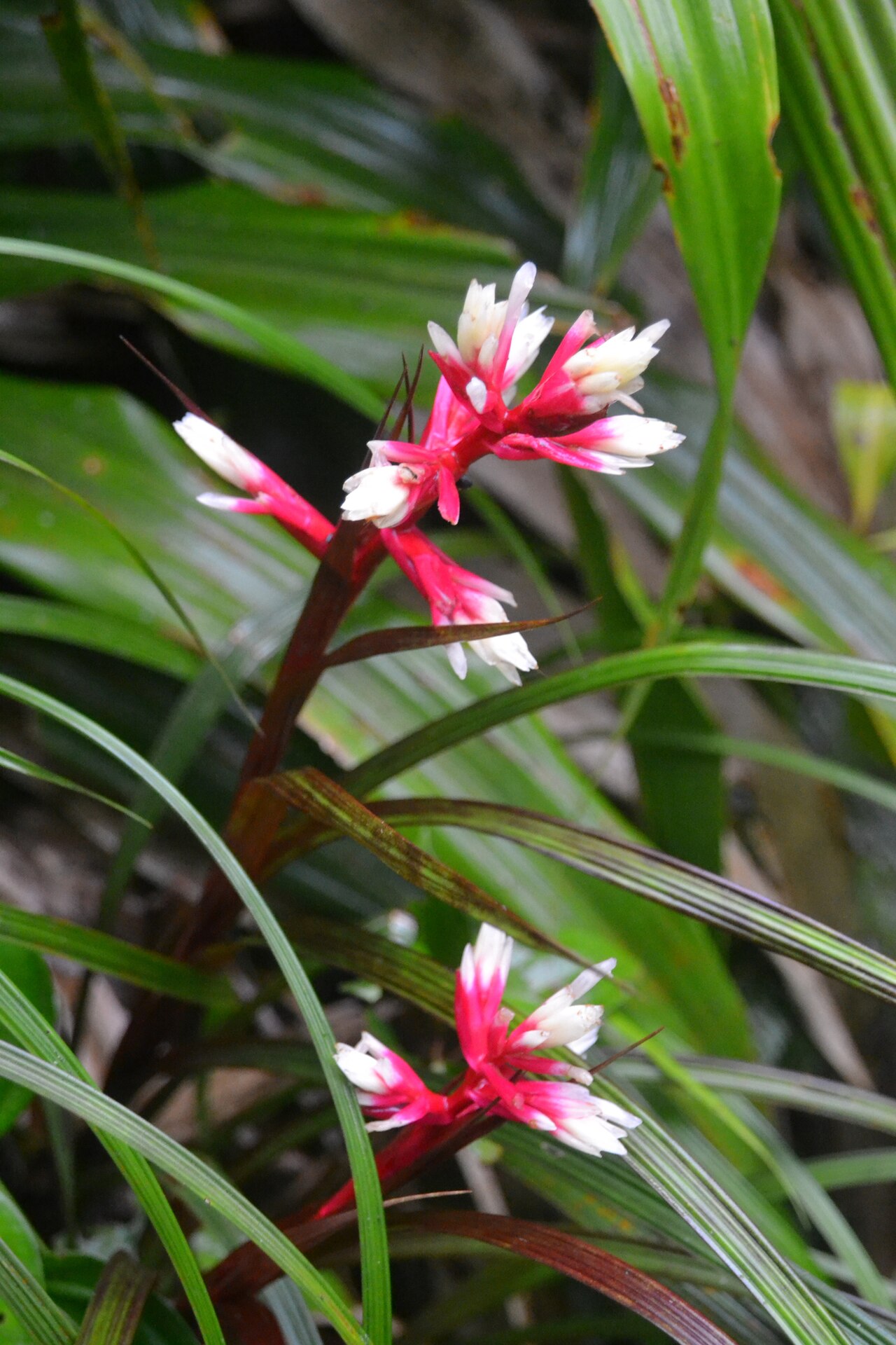 Guzmania calamifolia: Guzmania calamifolia rosacea in Panama
