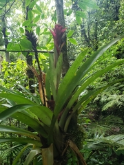 Guzmania compacta (Guzmania compacta)