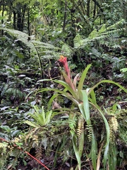 Guzmania compacta (Guzmania compacta)