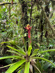 Guzmania compacta (Guzmania compacta)