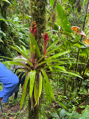 Guzmania compacta (Guzmania compacta)