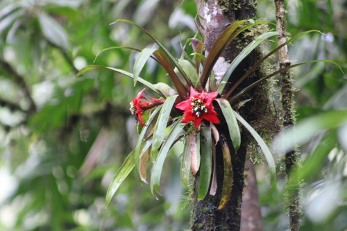 Guzmania conglomerata (Guzmania conglomerata)