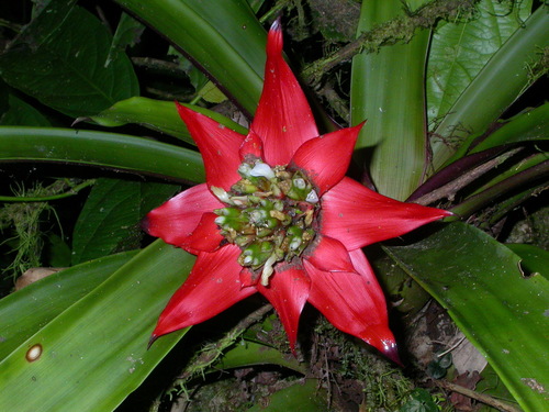 Guzmania conglomerata (Guzmania conglomerata)