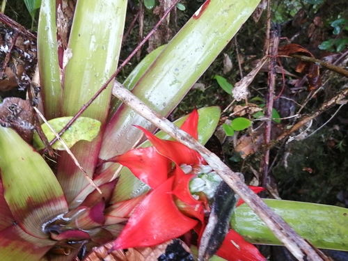 Guzmania conglomerata (Guzmania conglomerata)