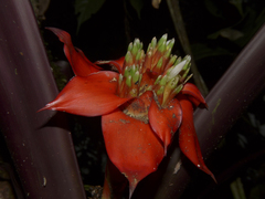 Guzmania conglomerata (Guzmania conglomerata)
