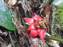 Guzmania conglomerata (Guzmania conglomerata)