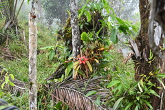 Guzmania conglomerata (Guzmania conglomerata)