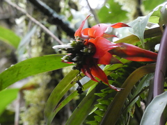 Guzmania conglomerata (Guzmania conglomerata)