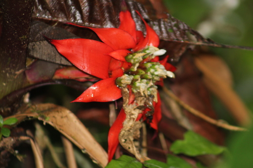 Guzmania conglomerata (Guzmania conglomerata)