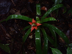 Guzmania conglomerata (Guzmania conglomerata)