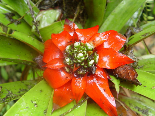 Guzmania conglomerata (Guzmania conglomerata)