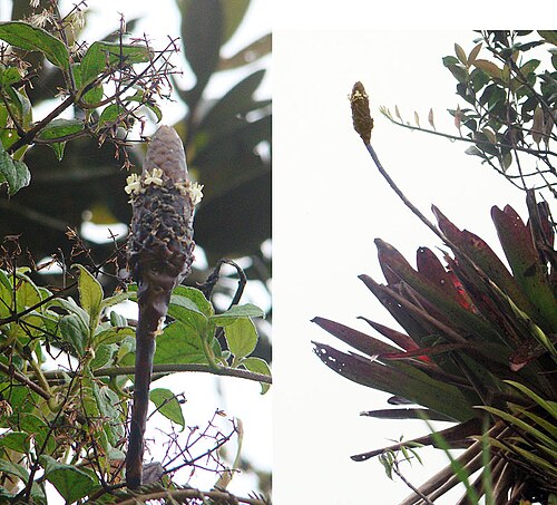 Guzmania coriostachya: An unusual bromeliad, found from northern Peru to Costa Rica. Photo from the Condor Range, Peru/Ecuador border. In context at www.dixpix.ca/meso_america/Flora/b