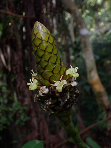 Guzmania coriostachya (Guzmania coriostachya)
