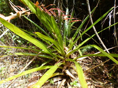 Guzmania coriostachya (Guzmania coriostachya)