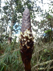Guzmania coriostachya (Guzmania coriostachya)